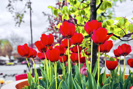 Red tulips in the town square of Jaslo, Poland.の写真素材