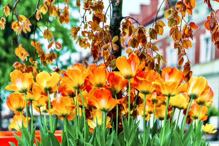 Orange tulips in the garden. Spring flowers. Tulips in the garden.の写真素材