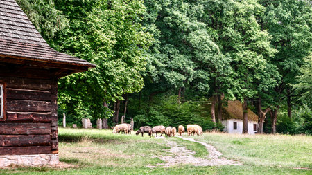 Sheep graze on the grass. A ram or sheep is a species of mammal from the goat subfamily, a domestic ruminant even-toed animal of the ram family.の写真素材