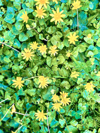 Yellow flowers on green grass background. Top view. Nature background.の写真素材