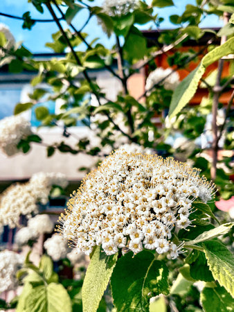 White flowers of a spirea bush in the garden. Selective focus.