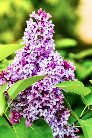 Branch of lilac flowers on a background of green leaves.の写真素材