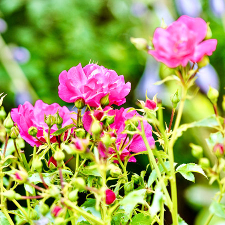 Beautiful pink roses in the garden, Poland. Selective focus.の写真素材