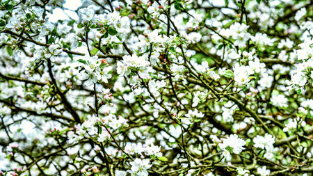 Blossoming branch of apple tree on a spring day. Spring background.の写真素材