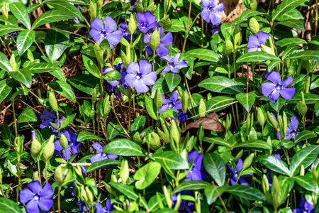 Purple periwinkle flowers and green leaves in the garden.の写真素材