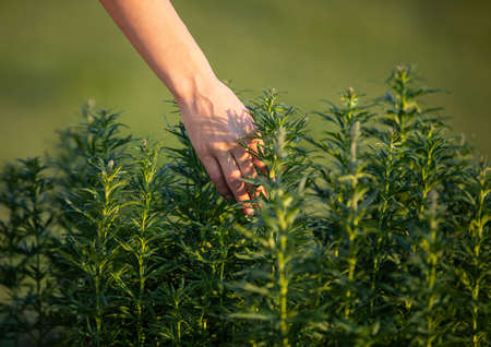 Many plants in green pots - a female hand touches and strokes seedlings. Top view, Coniferous plants...
