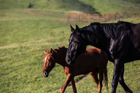 black horse playing on the fieldの写真素材