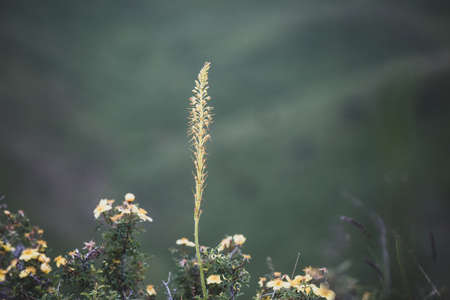 purple flowers of decorative sage field. Retro tone image.の写真素材
