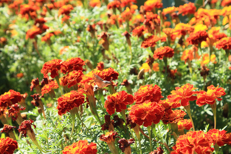 Marigolds and Macroglossum stellatarum on summer gardenの写真素材