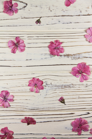 dry pink geranium flowers on a white backgroundの写真素材
