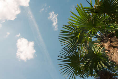 Leaves of a tropical palm tree in a blue sky