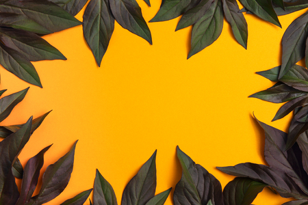 Green peony leaves on a yellow backgroundの写真素材