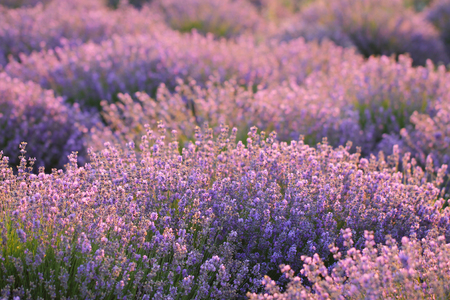 Floral background with fragrant purple lavender bushes. France.の写真素材