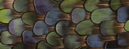 Natural background with green and blue feathers.