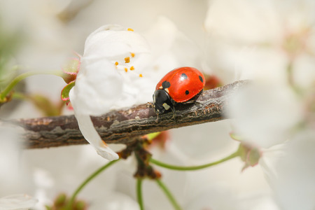 Ladybug crawling on the plum branch. Spring picture.の写真素材