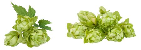 The collection of green hop cones. Isolated on white