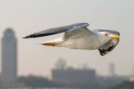 The white seagull soaring over Istanbul. Free flight.の写真素材