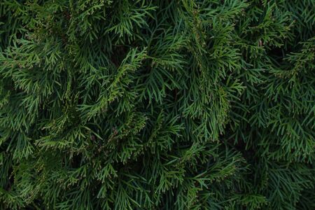 The spring background with lush green foliage. Thuja.の写真素材