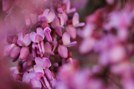 Floral background with beautiful pink flowers of cercis. Springtimeの写真素材