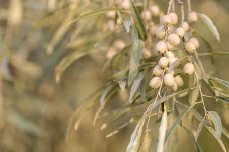 The floral background with Elaeagnus commutata branch. The autumn mood.の写真素材