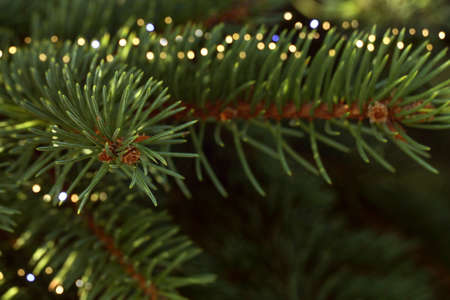 Coniferous background with fir branches and lights. Winter time.の写真素材