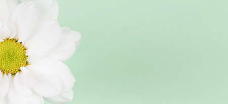 Large flower with white petals on a green background. Springtime.