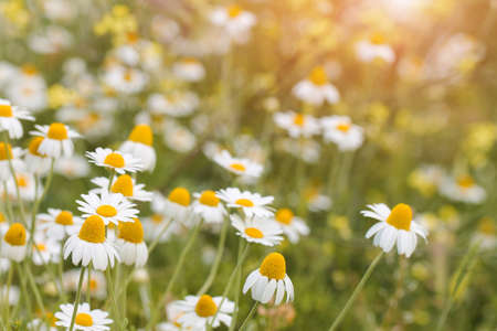 Medicinal chamomile grows in the field. Floral background.の写真素材