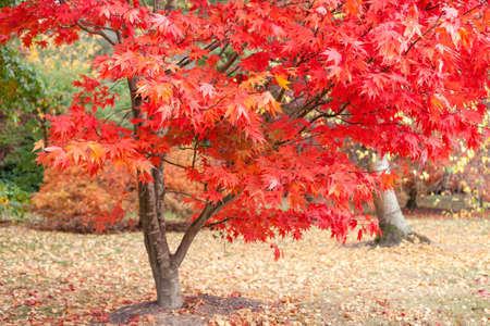 Autumn in the woods background, selective focus