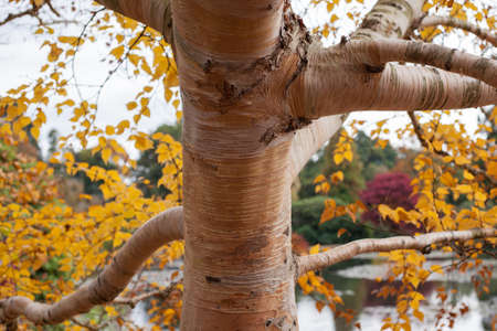 Autumn in the woods background, selective focus on a tree barkの写真素材
