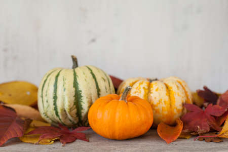 Three gourds with autumn leaves on the grey wooden table with off white background, selective focus; off white backgroundの写真素材