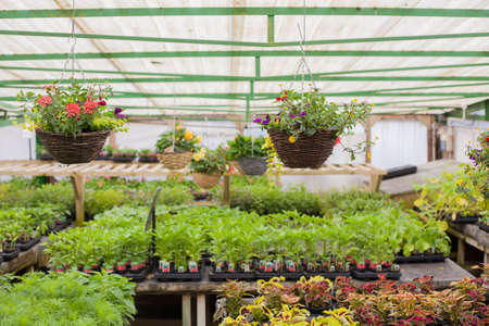 Garden centre background, selective focus on the plants in the basket on the rightの写真素材