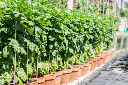 Growing chrysants for the chrisanthemum show: different varieties of flowers in the rows, early stageの写真素材