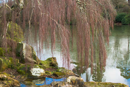 English park in winter: trees in front of the lake, selective focus