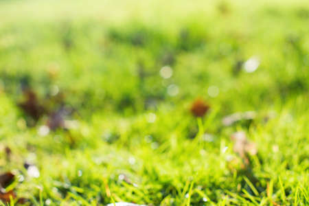 Abstract background: blurred green grass in a sun with bokehの写真素材