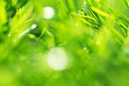 Abstract blurred nature backgroundの写真素材