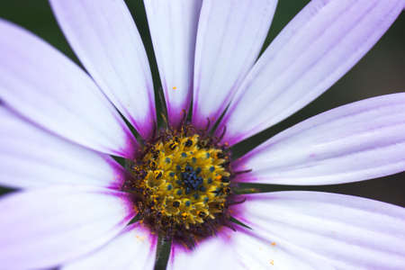 White daisy osteospermums