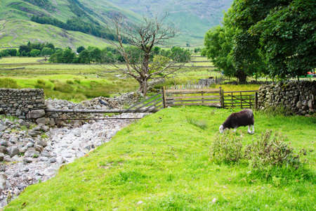Beautiful views, stone walls, stream, mountains on the background, black sheep in the fields, selective focusの写真素材