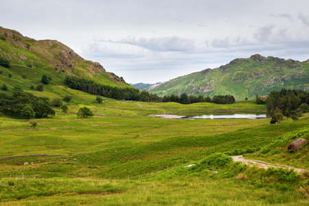 Green landscapes in Lake District National Park, England, stone wall, cows, mountains on the background, selective focusの写真素材