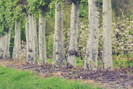 Row of the trees in the park, with beautiful orchard in the back, selective focus, tonedの写真素材
