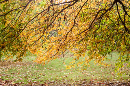 Autumn in the woods backgroundの写真素材