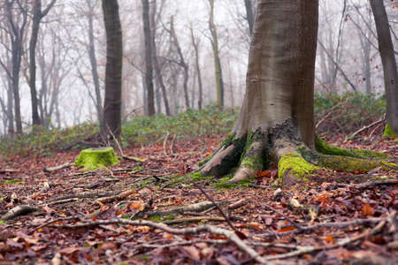 English woods in winterの写真素材