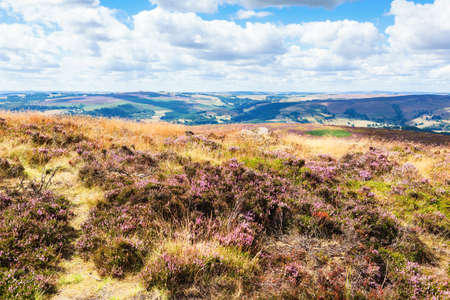 Peak District National Park, Derbyshire, England. Rocks and heather fields in Stanage edge, selective focusの写真素材