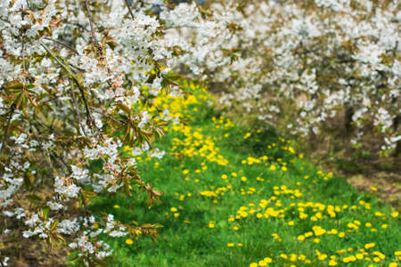 Cherry orchard in blossom with the carpet of dandelions, Sussex, England, selective focus