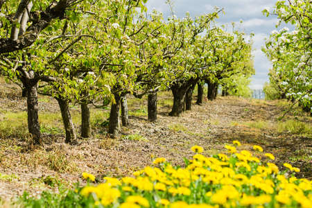 Beautiful pear trees with white flowers in spring, Sussex, England, selective focus