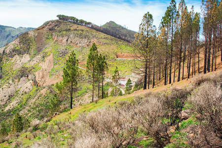 Forest landscapes and mountains of Roque Nublo Tejeda, Gran Canaria, selective focusの写真素材