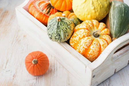 Assortment of pumpkins and gourds in a tray on the white wooden table background, square, selective focusの写真素材