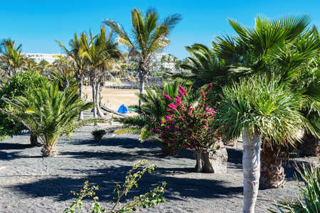 Golden sand beach in Las Cucharas, Lanzarote, Canary islands. VIew of the sea, coast, palm trees, selective focusの写真素材