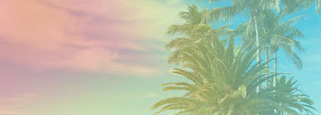 Toned photos of the palm trees, pink yellow and blue, long photo banner, selective focus