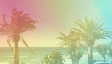 Toned photos of the palm trees, purple yellow pink, blue colors, selective focus