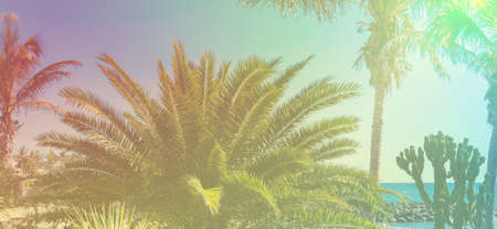Toned photos of the palm trees, light green purple yellow, selective focus